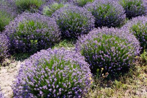 levandulova farma 1