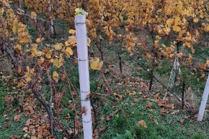 citov-vin5 (1)