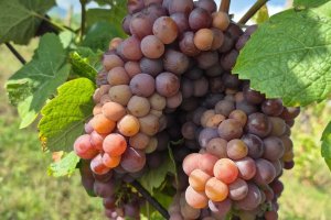 citov-vin4 (1)